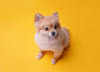 Portraite of cute fluffy puppy of pomeranian spitz. Little smiling dog lying on bright trendy yellow background. Free space for text.
