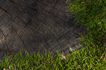 Blurred image of a part of a stump overgrown with moss. Dark wood background with space for writing...