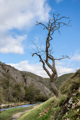 Lonely tree at Dovedale