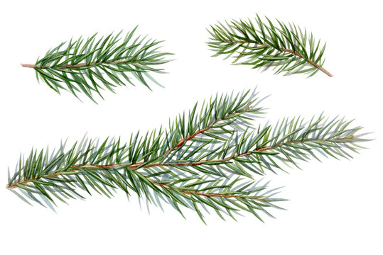 Watercolor illustration of fir branches, elements on white background