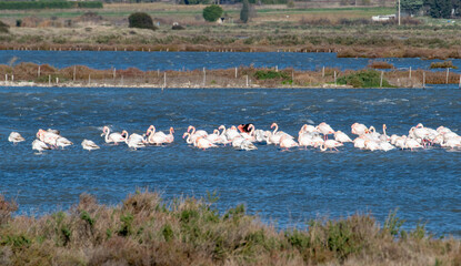 flamingo photography in water