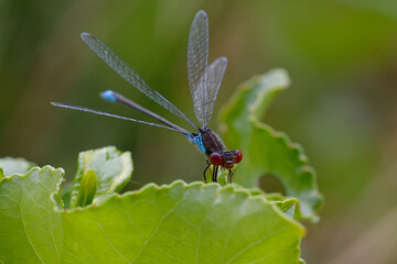 Small red-eyed damselfly (Erythromma viridulum) on a branch