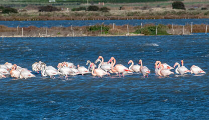 Obraz premium flamingo photography in water