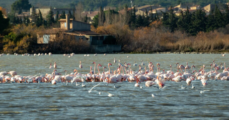 flamingo photography in water