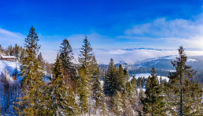 Fabulous snow-covered panorama of spruce trees