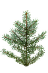 a branch of a Christmas tree with green needles, isolated on a white background