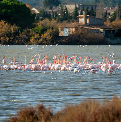 flamingo photography in water