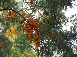 Naklejka na ściany i meble A branch with ripe yellow sea buckthorn berries in the garden in summer. A seasonal fruit plant Hippophae for use in food, cosmetology, homeopathy and herbal alternative medicine
