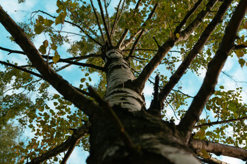 Birch tree in grove from top to bottom. The bellow view on birhc tree. Tall birch tree in park....