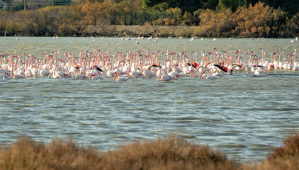 flamingo photography in water