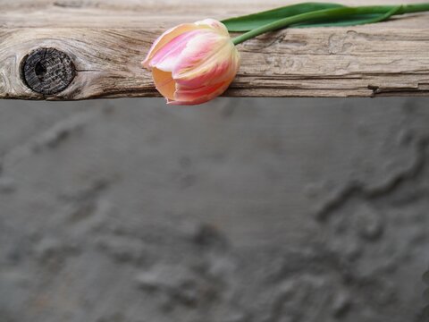 One delicate yellow-pink tulip on a wooden table, on a gray background, copy space. Floral romantic picture for invitation design, greeting card, banner and wallpaper