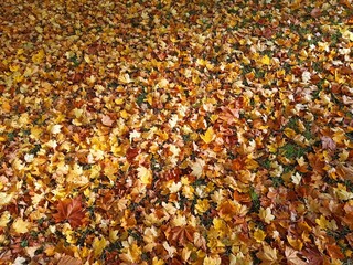 autumn leaves background