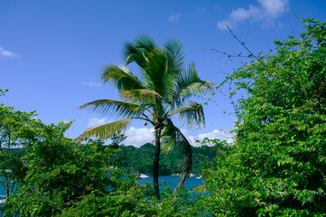 carribbean coconuts palms on blue sky background