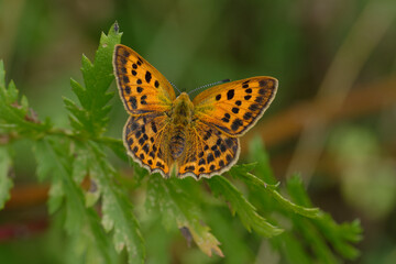 Obraz premium Female Scarce copper (Lycaena virgaureae)