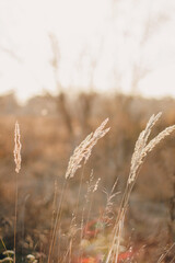 Cortaderia selloana tall trendy pampass grass swaying majestically in the wind against sunset field