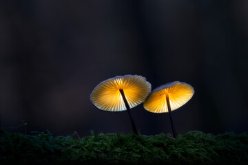 mushrooms in the forest