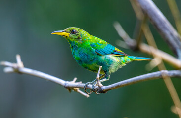 Green Honeycreeper in all bright detailed plumage perched on a branch with good lighting in the...
