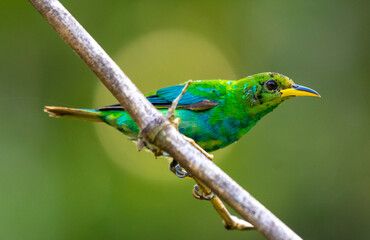 Green Honeycreeper in all bright detailed plumage perched on a branch with good lighting in the tropical forested areas of Trinidad West Indies