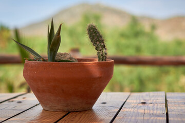 A pot in the desert 