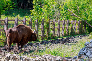 Bison in the aviary. The symbol of Moldova. Natural protected by the state reserve. Background with copy space © Iurii Gagarin