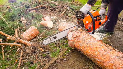 a man saws a tree with a chainsaw. the pine tree was removed from the suburban area. removal of diseased trees.
