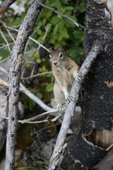 Friendly Chipmunk