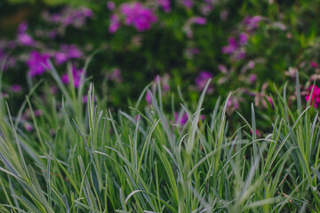 Landscape design of a garden flower bed: a sunny spring day, plants at home in the sun, beautiful spring garden design