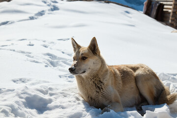 dogs in the snow in the mountains, dogs resting in the sun on the mountainside