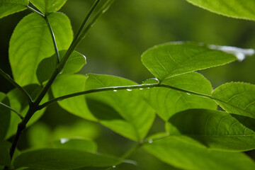 close-up, green leaves macro, landscape in a summer forest, soil and mountain river, blurred background