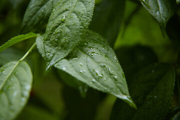close-up, green leaves macro, landscape in a summer forest, soil and mountain river, blurred background