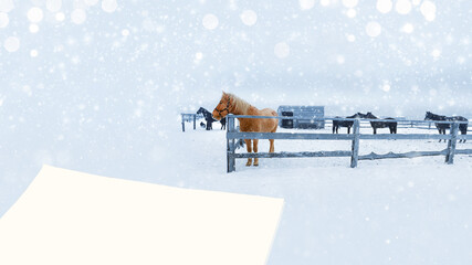 Unfocused snow-covered background with horses in a paddock and blank paper for text. The concept of...