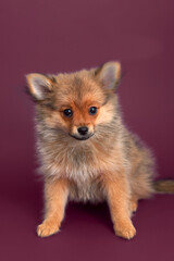 Obraz premium Spitz alemão filhote