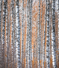 Birch tree grove in autumn colors. White tree trunks growing parallel. Abstract composition in...
