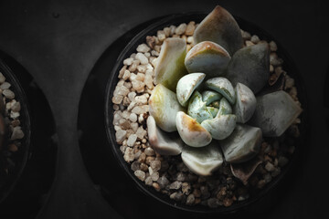 Succulent plant.Macro photography with soft pastel color toned.