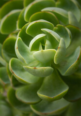 Succulent plant.Macro photography with soft pastel color toned.