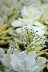 Succulent plant.Macro photography with soft pastel color toned.