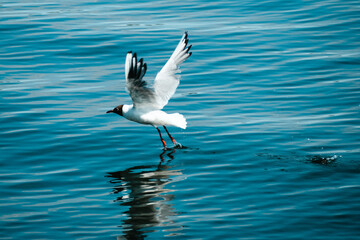 Black-headed gull flying close to the water