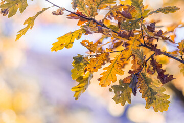 Naklejka na ściany i meble Autumn colored oak leaves on a branch with copy space