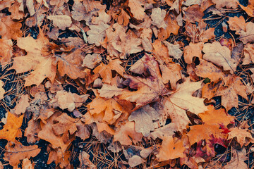 Full frame view of leaves on the ground in autumn