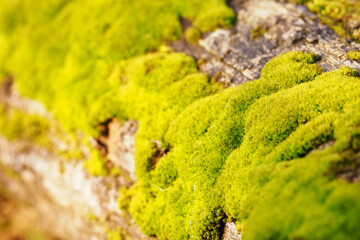 Obraz premium Green lush moss growing on a trunk.