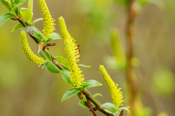 Flower on a twig of a willow with young petals.