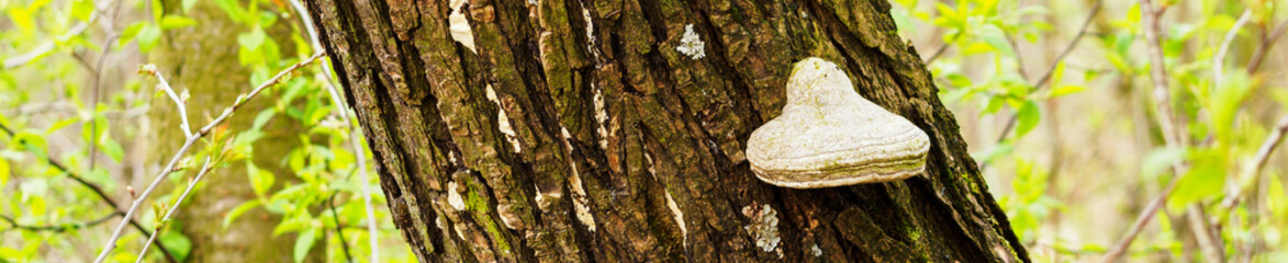 Longitudinal photo of a tree trunk with a mushroom and a green background.