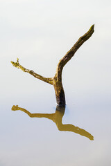 Old branches protruding from the water surface of the lake.