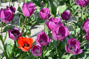 champs de tulipes rouges  et mauves