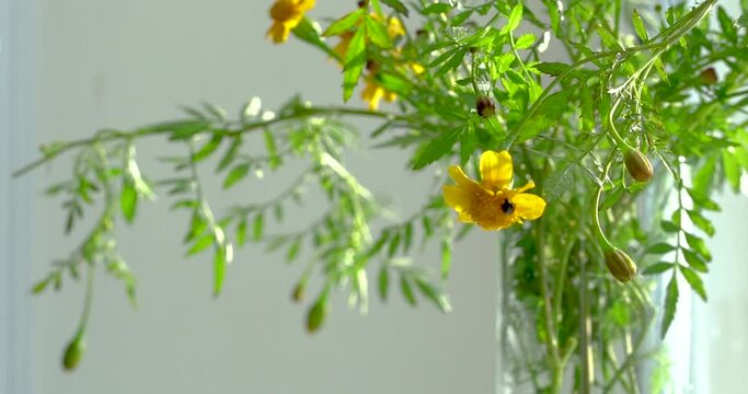 black ladybud is walking on the petals of a yellow flower
