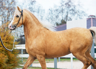  beautiful  palomino sportive welsh pony posing near open manege. autumn season