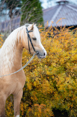 Obraz na płótnie Canvas portrait of beautiful palomino sportive welsh pony posing near open manege. autumn season