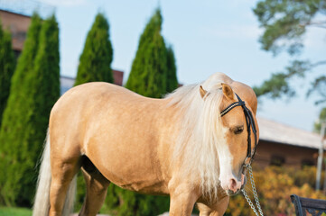  portrait of beautiful  palomino sportive welsh pony posing near stable. autumn season - obrazy, fototapety, plakaty