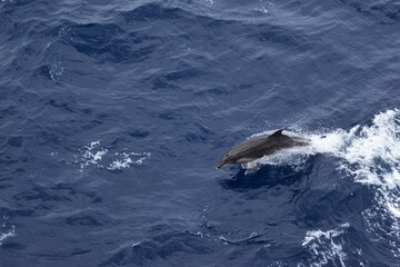
A pretty one swimming among the waves of the sea
