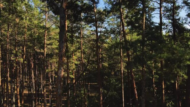 The drone rises from the bottom up in a pine forest. The drone view on pine forest, lake and blye sky. 4K resolution video